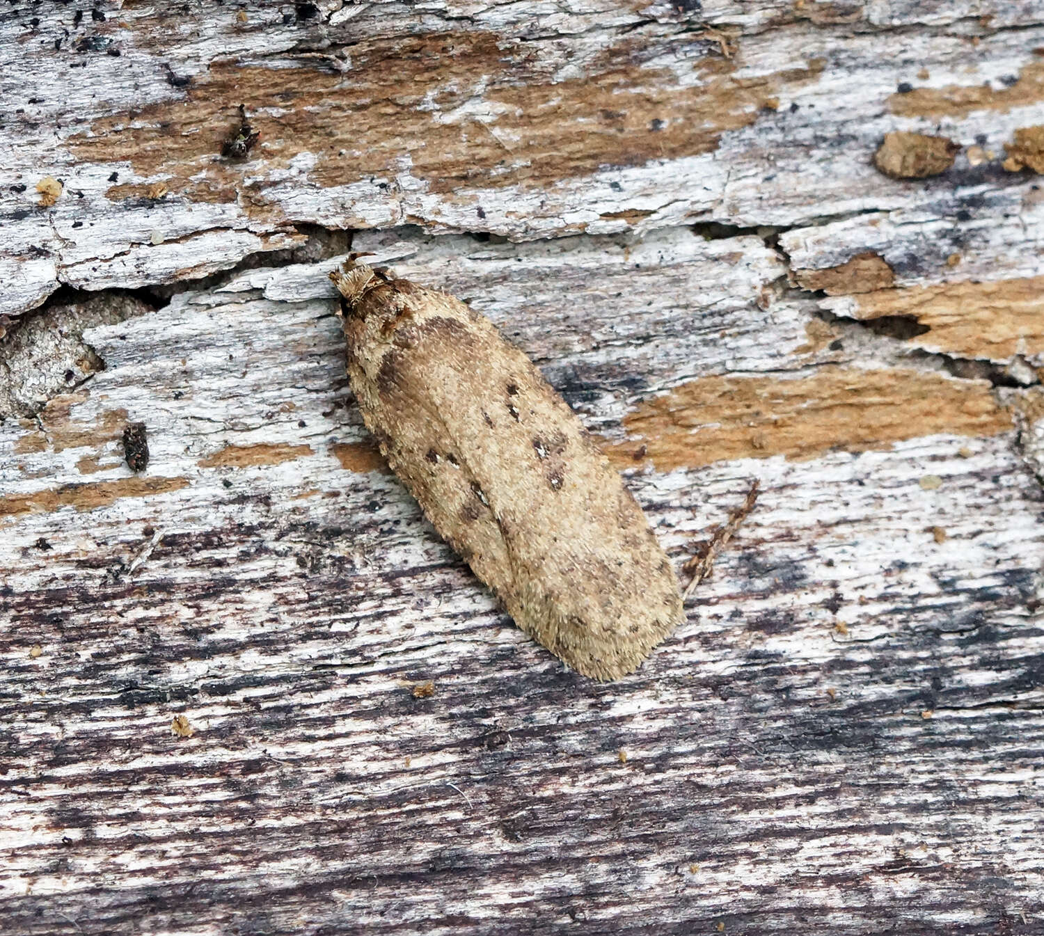 Image of Agonopterix heracliana Linnaeus 1758