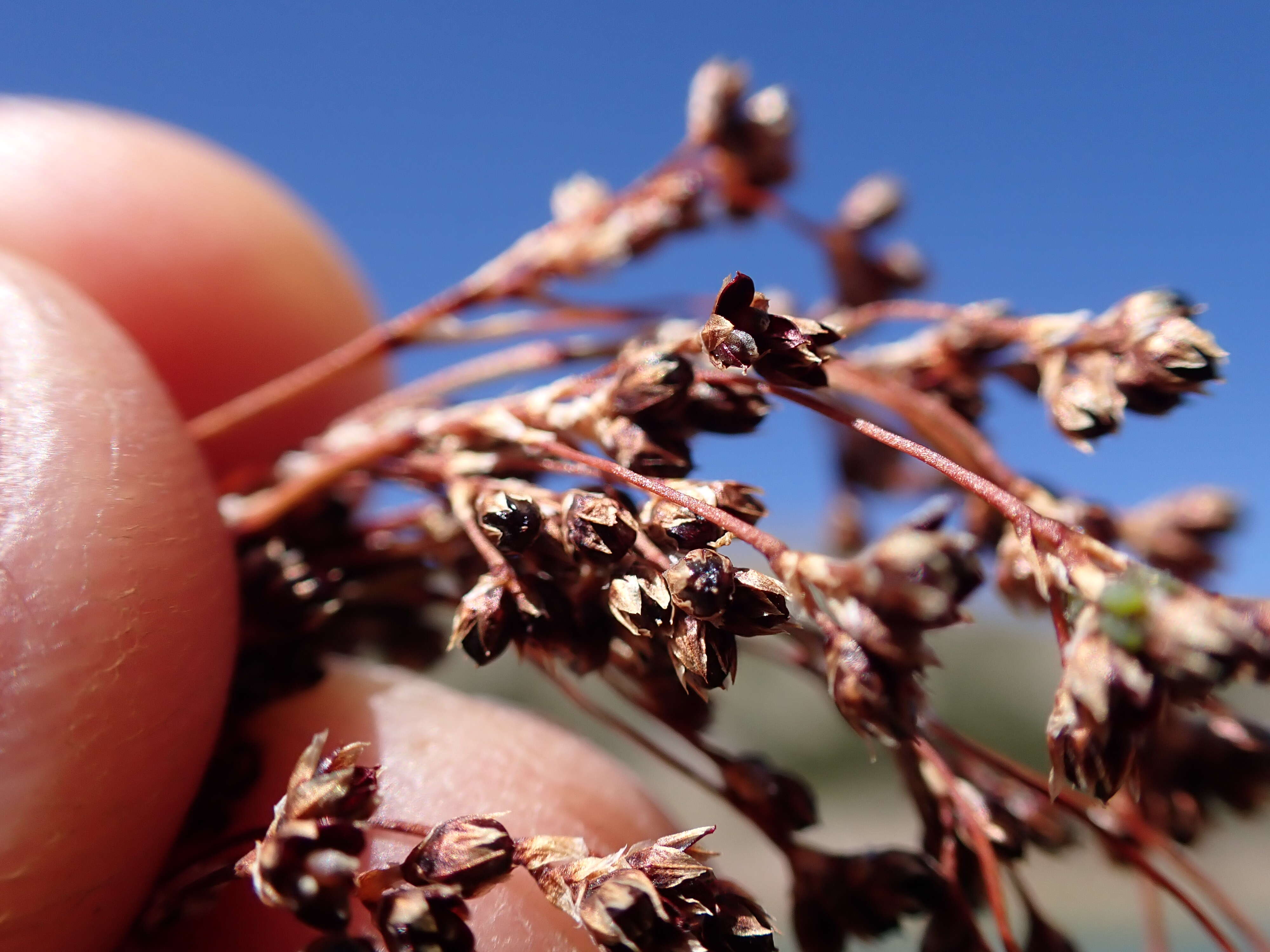 Image de Luzula parviflora (Ehrh.) Desv.