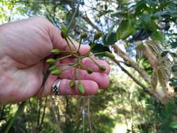 Image of Burny bean