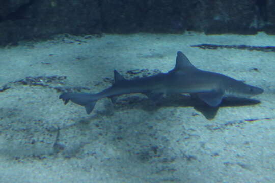 Image of Common Smoothhound