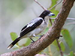 Image of Silver-backed Butcherbird