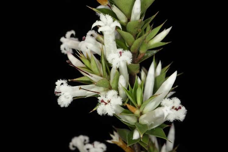 Image of Leucopogon appressus R. Br.