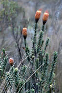 Image of flower of the Andes