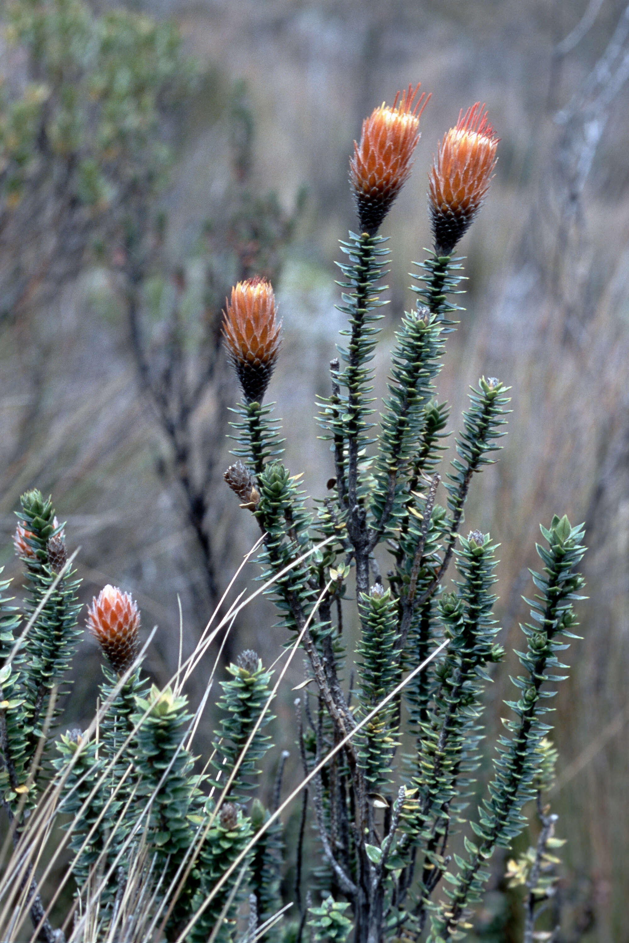 Image of flower of the Andes