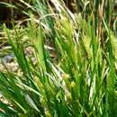 Sivun Carex metallica H. Lév. kuva