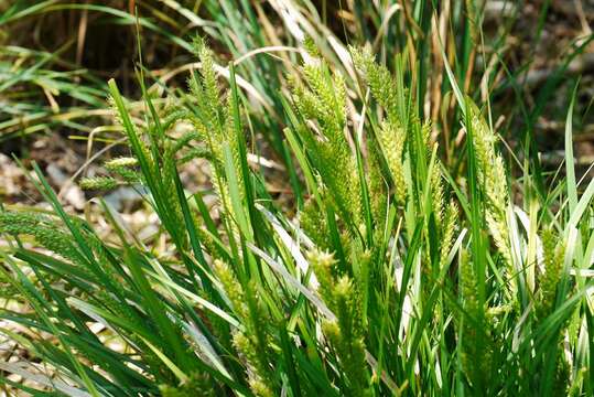 Sivun Carex metallica H. Lév. kuva