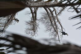 Image of Oriental Pied Hornbill