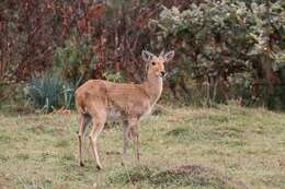 Image of Bohor Reedbuck