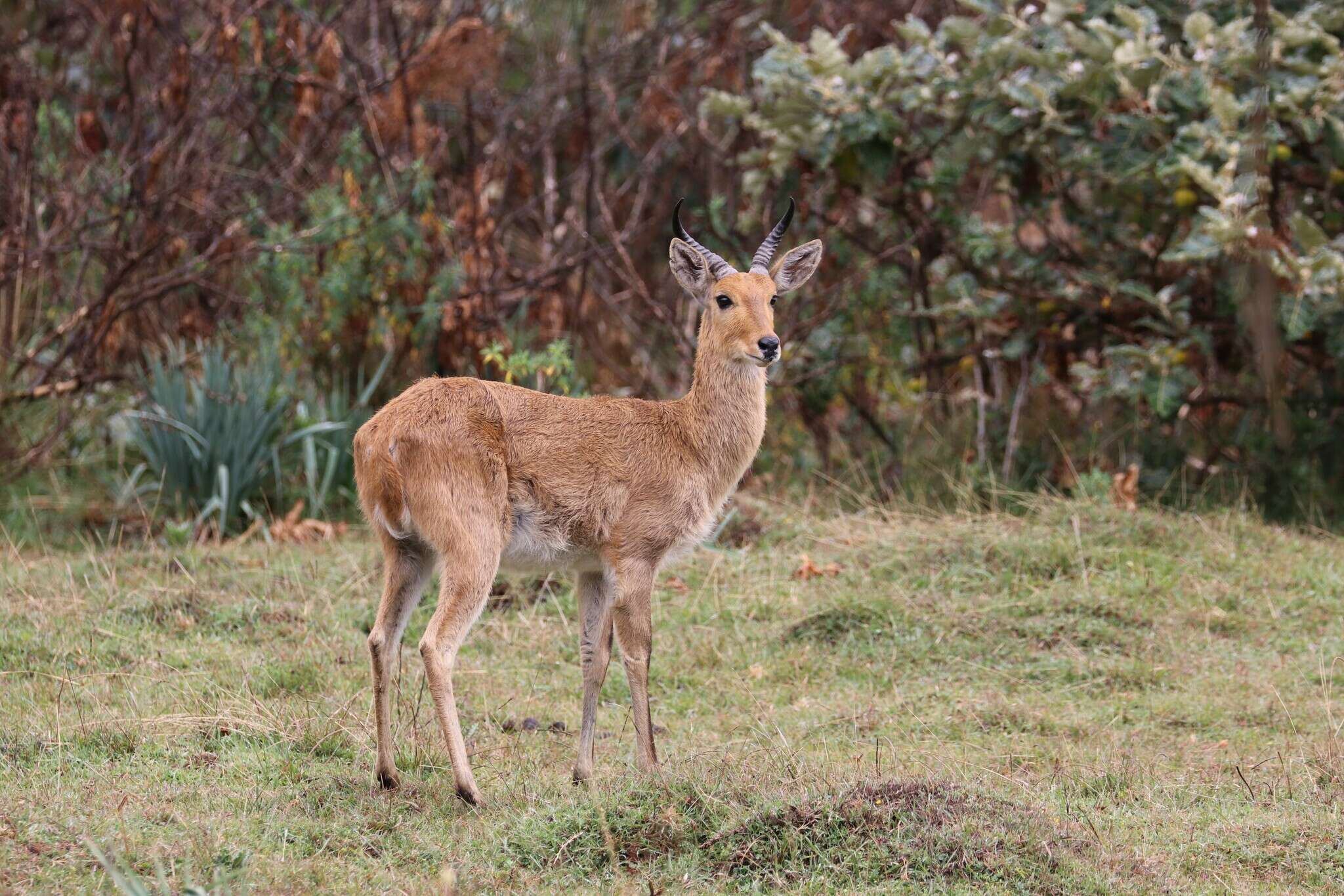 Image of Bohor Reedbuck