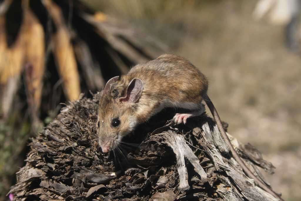 Image of white-ankled mouse