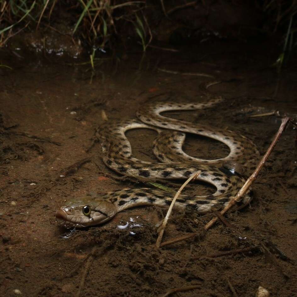 Image of Checkered Keelback Snake