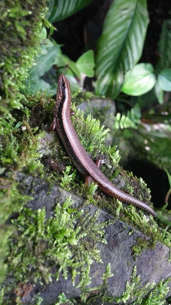 Image of Taylor's Ground Skink