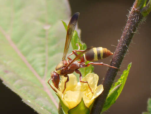 Image of Polistes badius Gerst. 1873