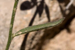 Image of Milkwort