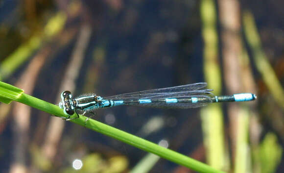 Image of Arctic Bluet