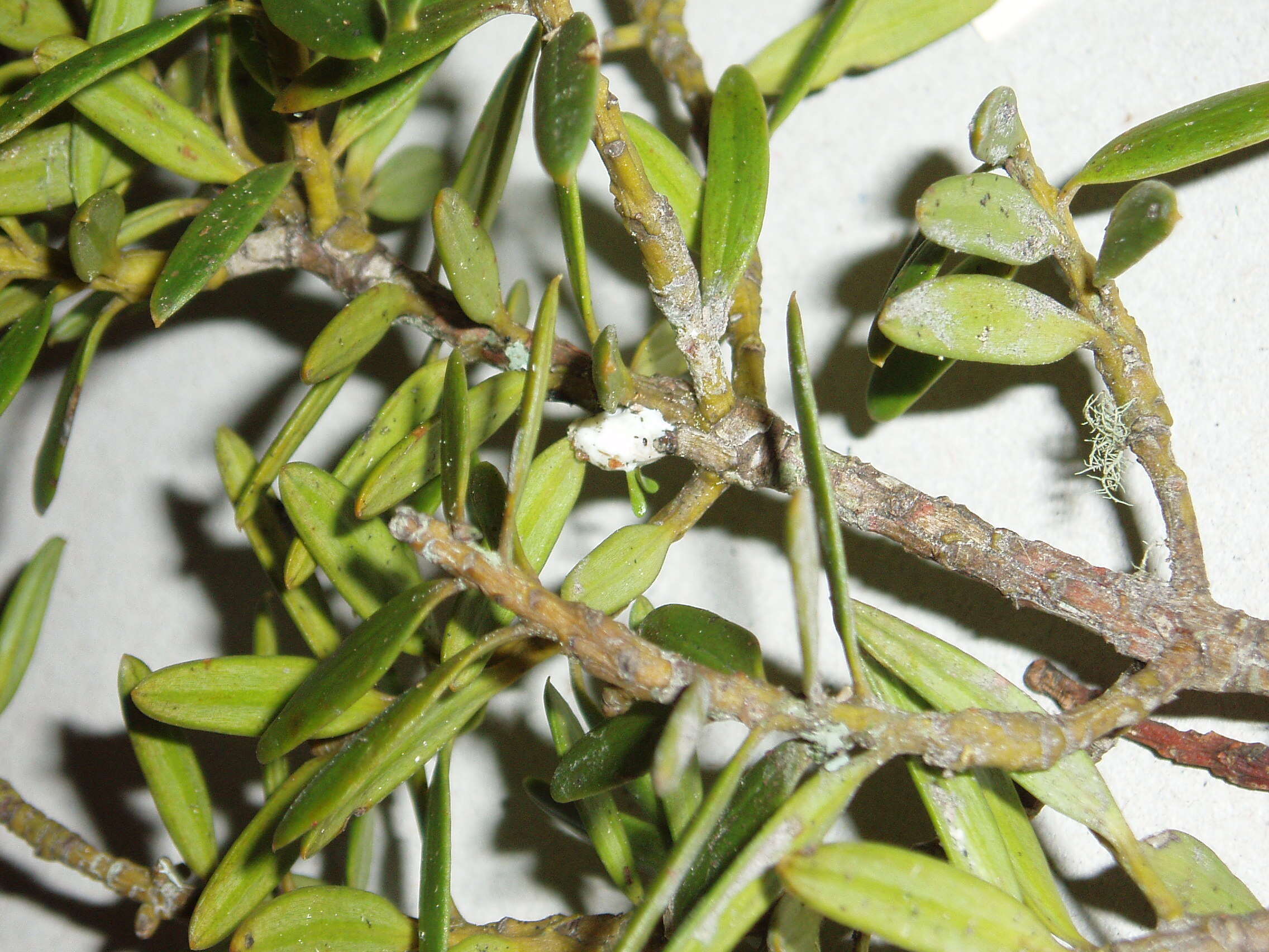 Image de Podocarpus laetus