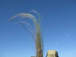 Image of Austrostipa nodosa (S. T. Blake) S. W. L. Jacobs & J. Everett