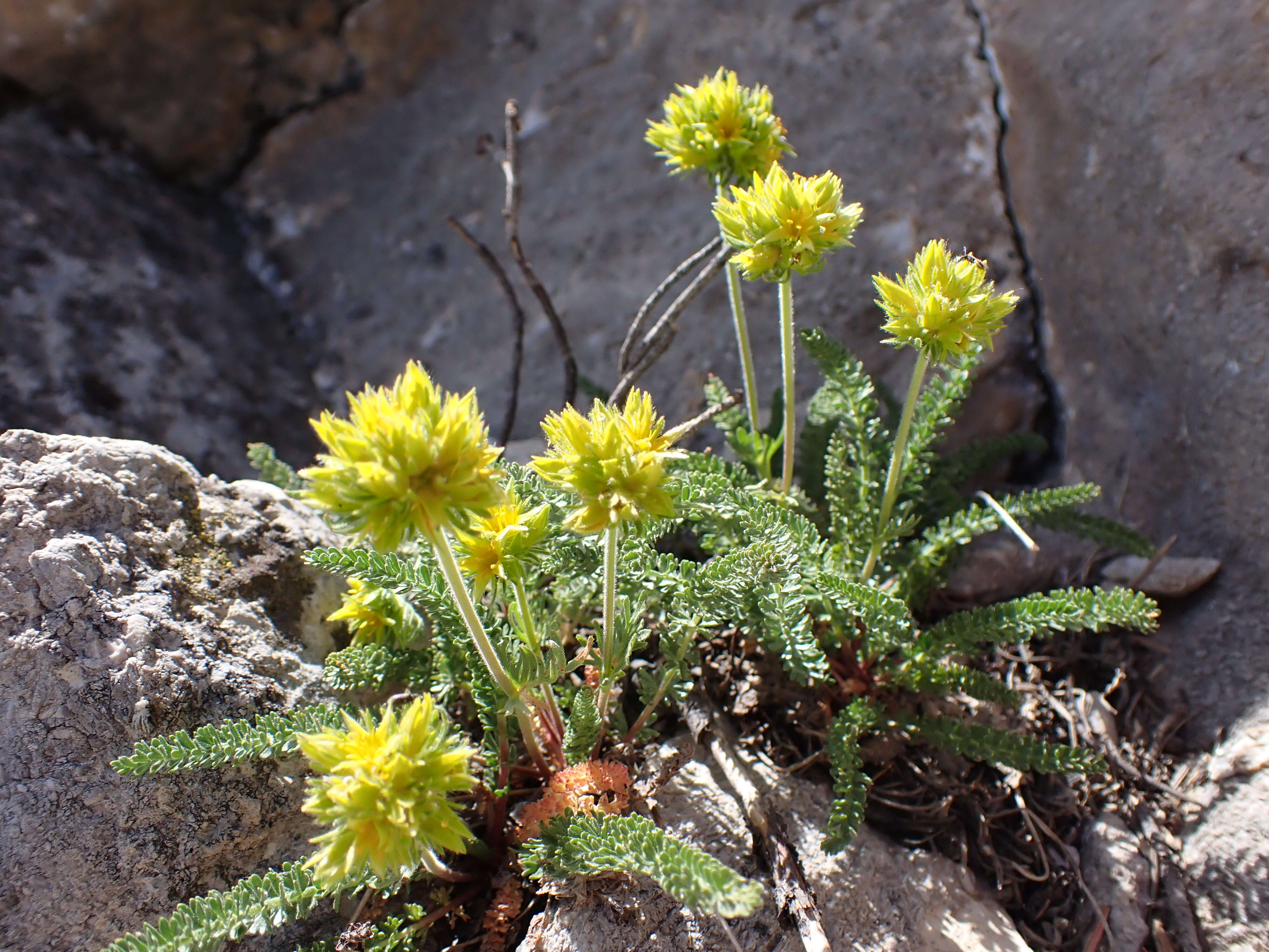 Image de Ivesia gordonii (Hook.) Torr. & Gray