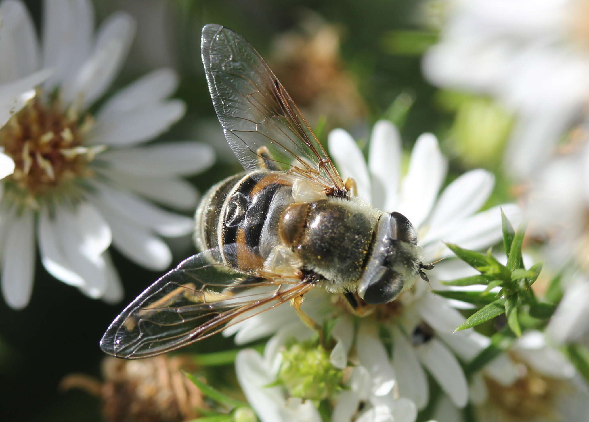 Image of Eristalis stipator Osten Sacken 1877