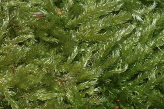 Image of brachythecium moss