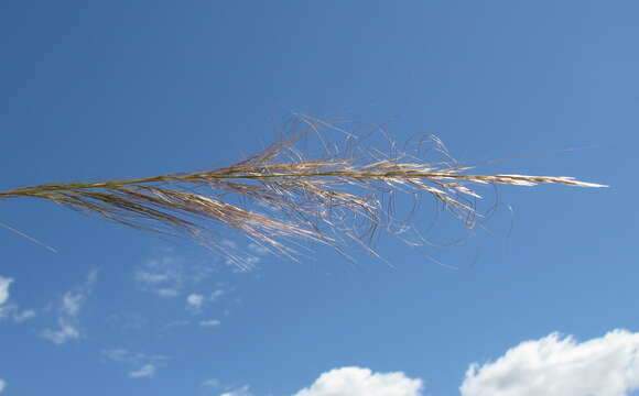 Image of Austrostipa nodosa (S. T. Blake) S. W. L. Jacobs & J. Everett