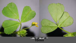 Слика од Medicago truncatula Gaertn.