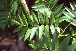 Image of Sorbus randaiensis (Hayata) Koidz.