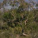Image of Eucalyptus arcana (D. Nicolle & Brooker) Rule
