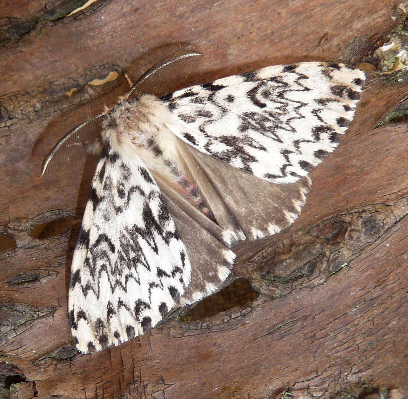 Image of Black Arches