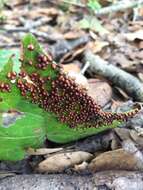 Image of Egg-shell Slime Mould