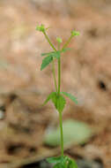 Imagem de Sanicula canadensis L.