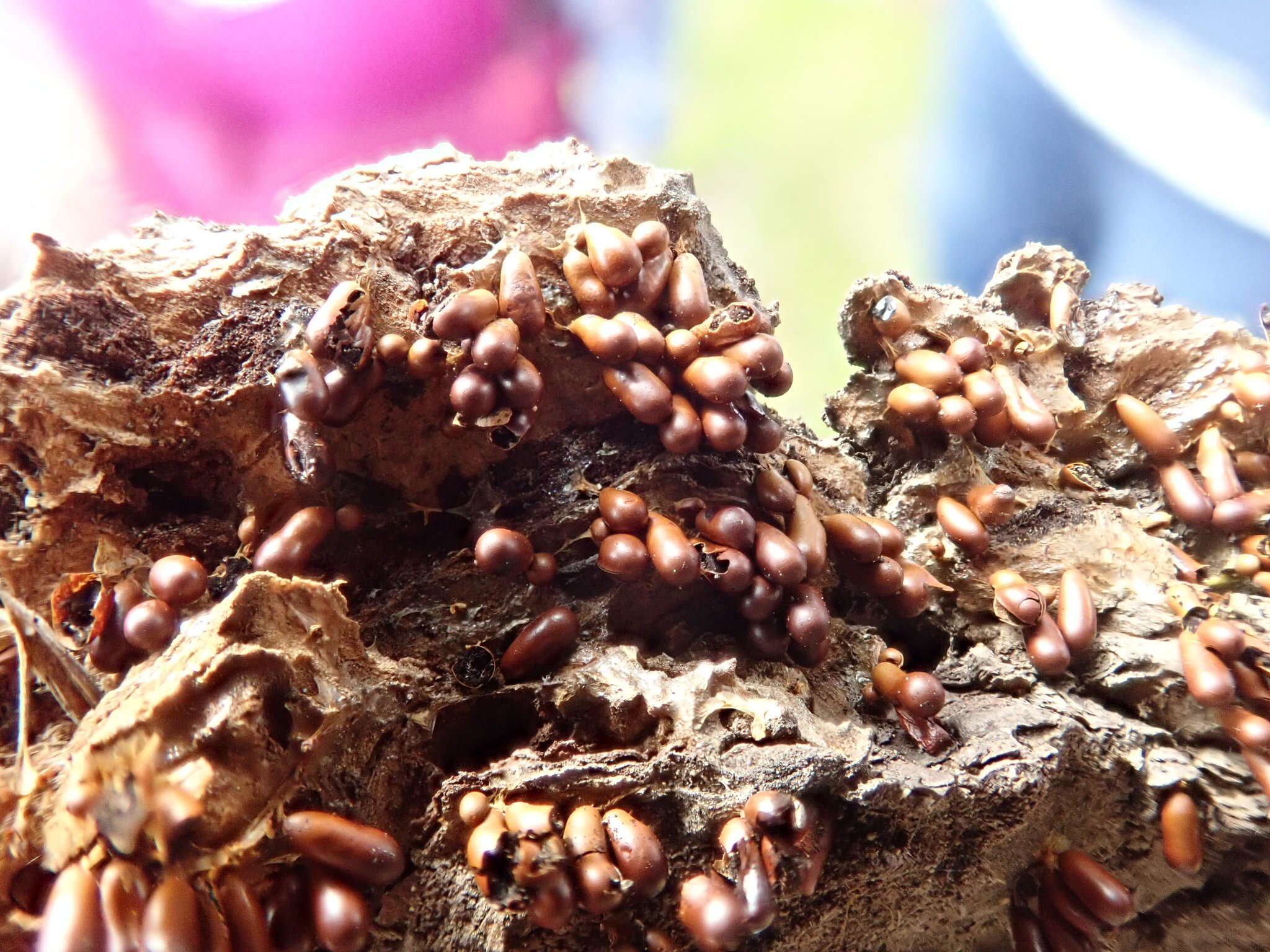 Image of Egg-shell Slime Mould