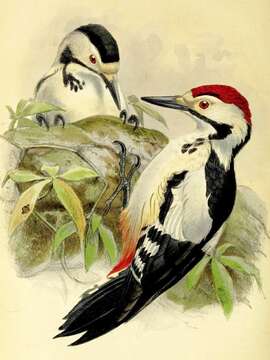 Image of Sind Woodpecker