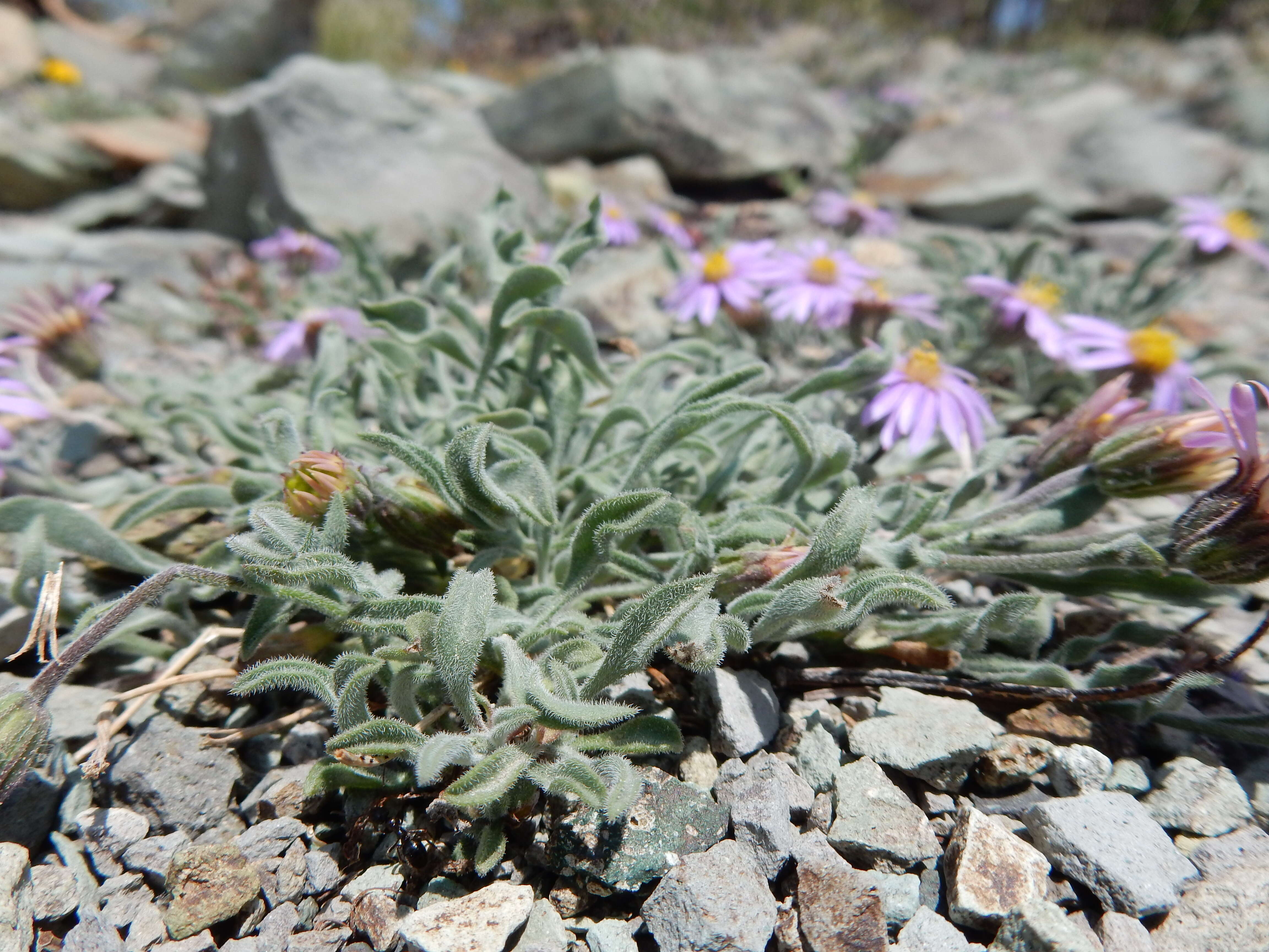 Image de Erigeron asperugineus (D. C. Eat.) A. Gray