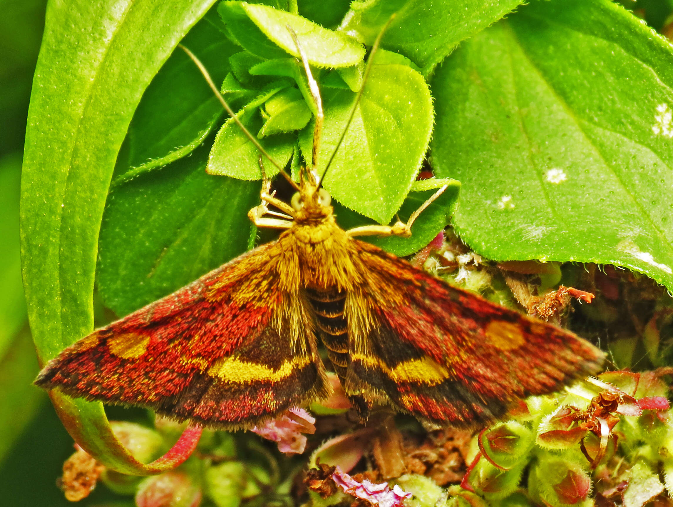 Image of Mint moth