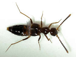 Image of Rove beetle