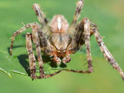 Image of Garden spider