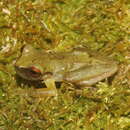 Image of Río Aloapan Treefrog