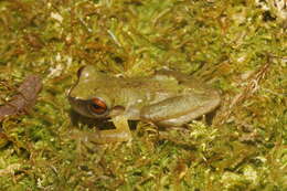 Image of Río Aloapan Treefrog