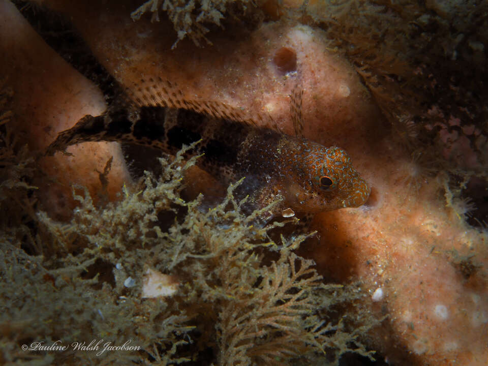 Image of Barred Blenny