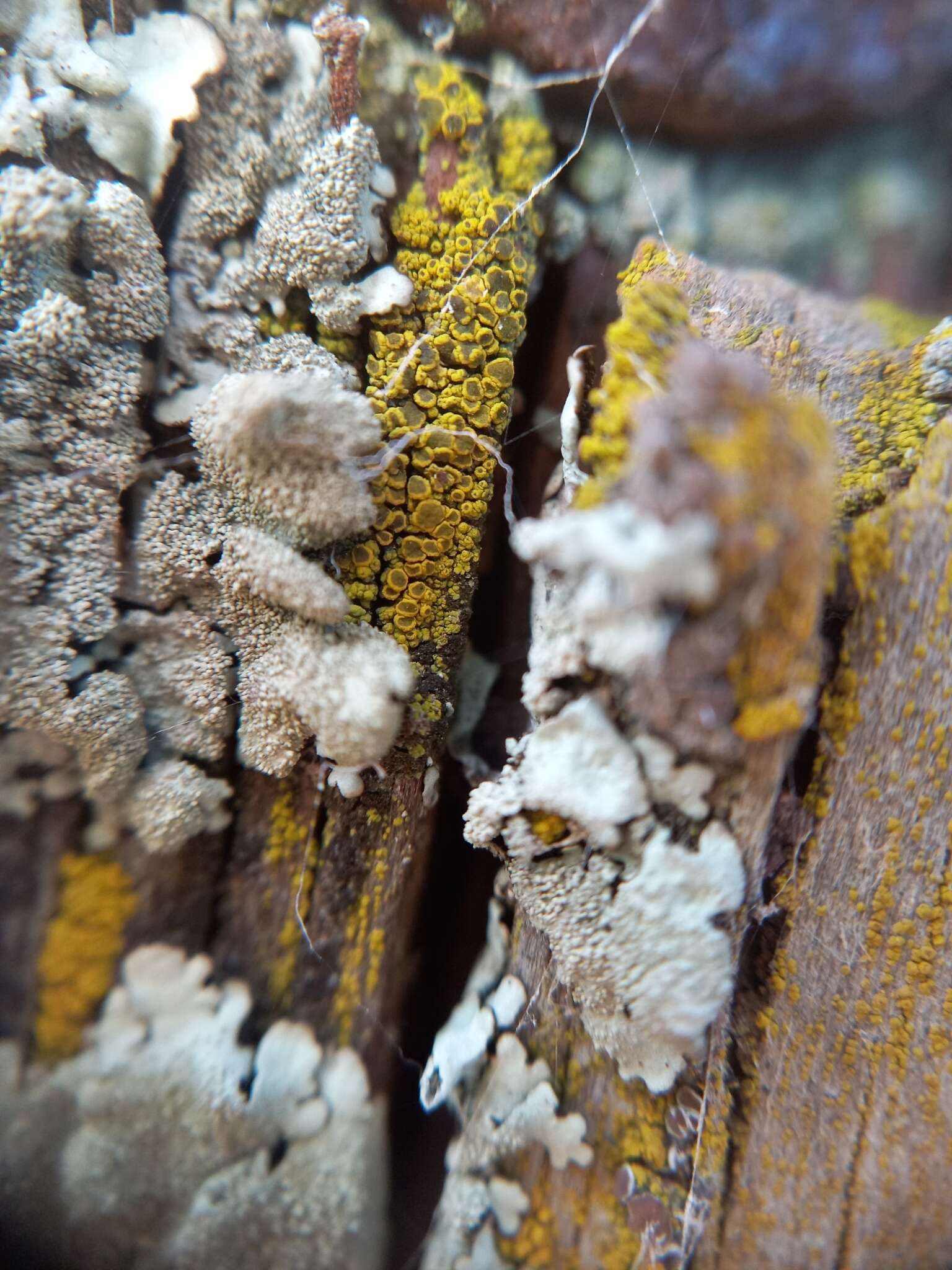 Image of eggyolk lichen