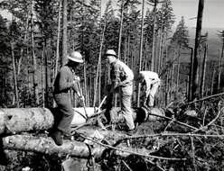 Image of Douglas-fir Beetle