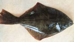 Image of Yellowbelly flounder