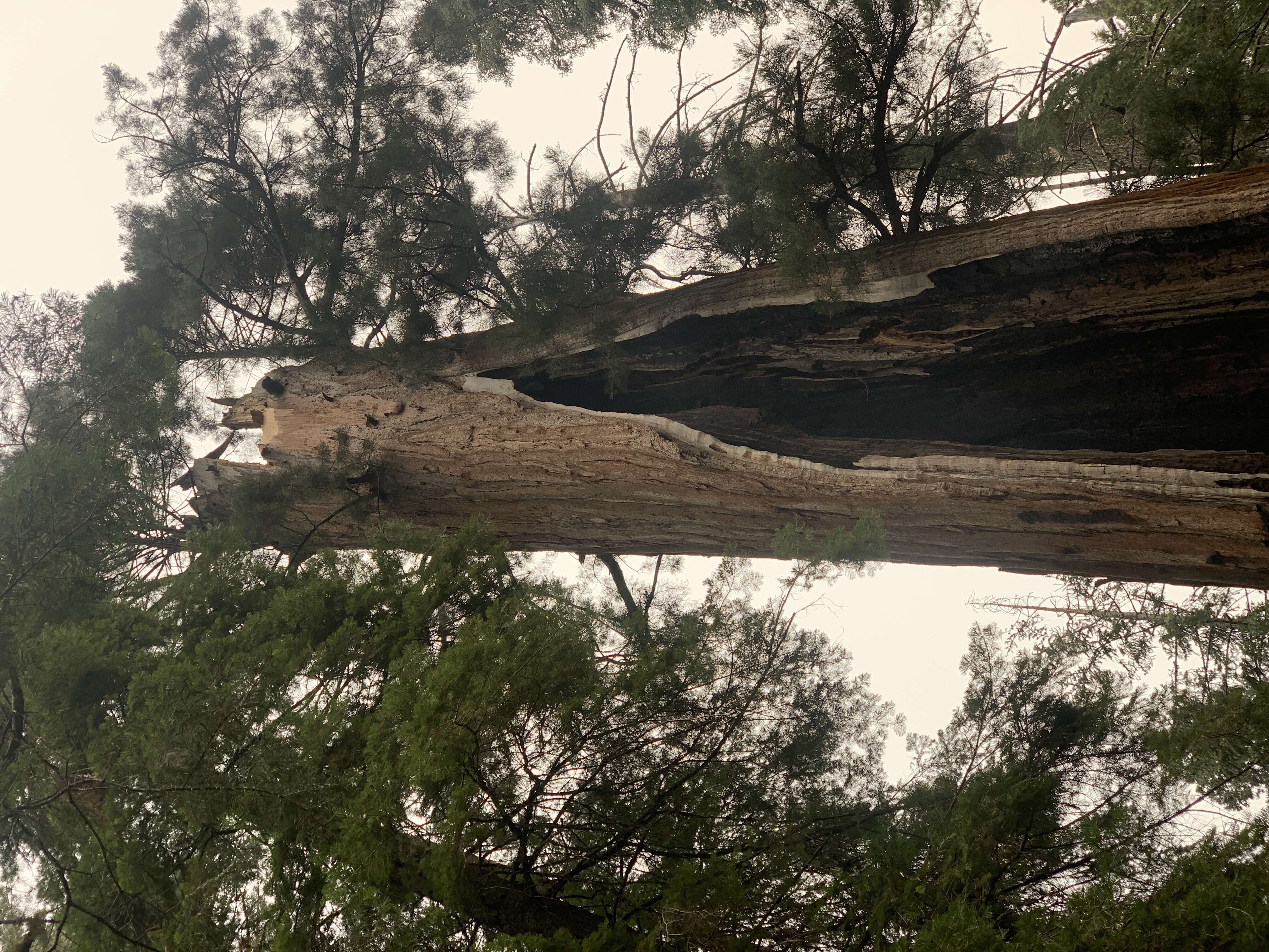 Image of giant sequoia