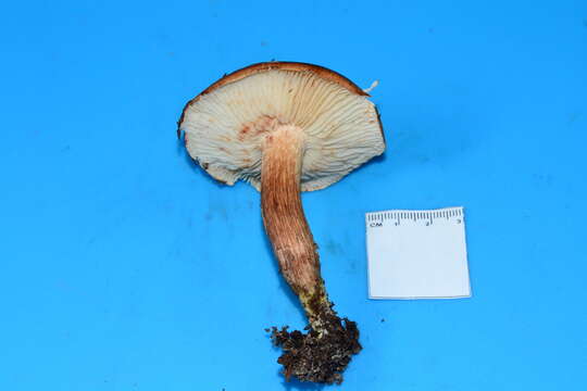 Imagem de Tricholoma fulvum (DC.) Bigeard & H. Guill. 1909