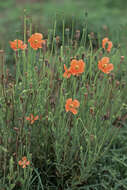 Image of Orange poppy