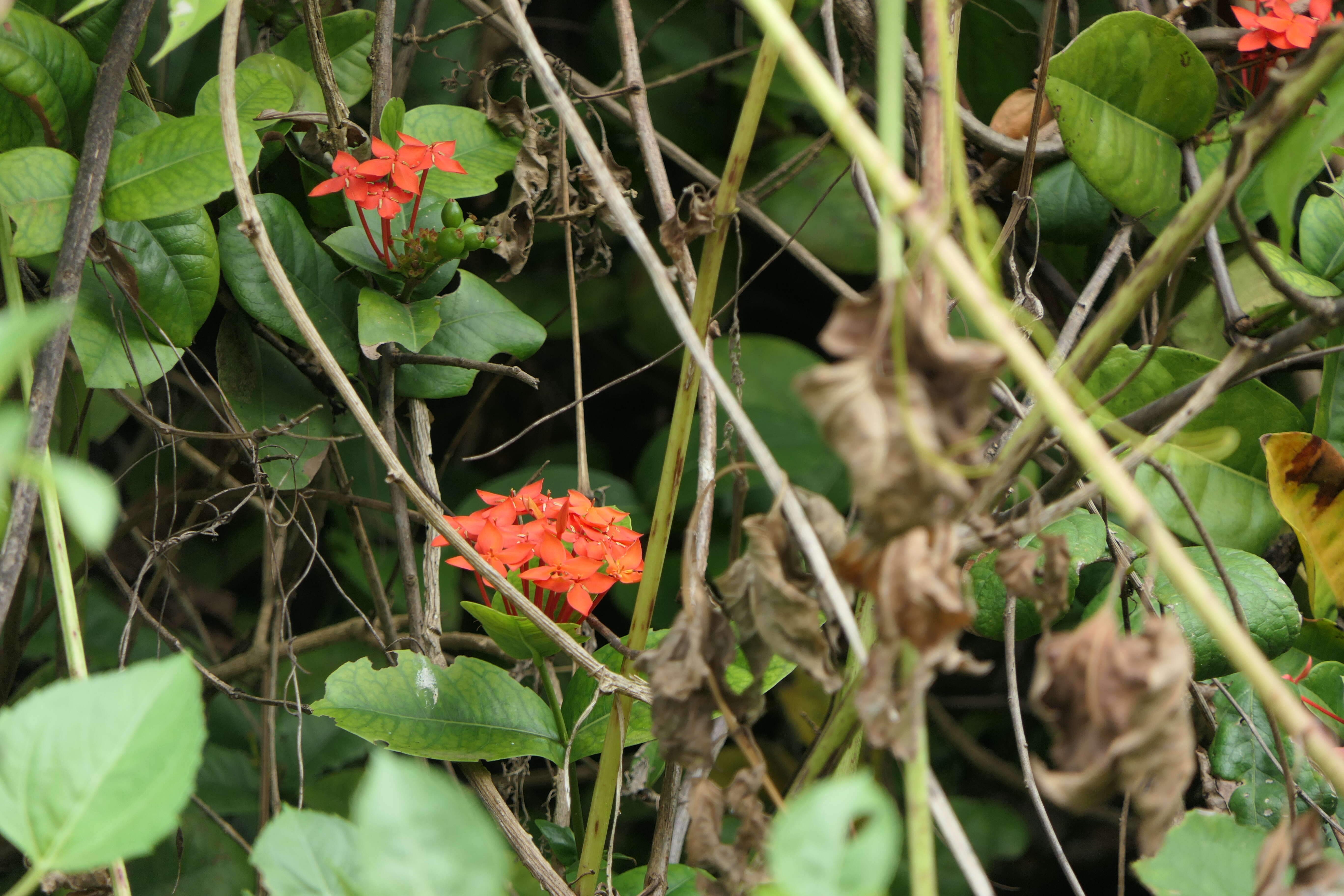 Image of scarlet jungleflame