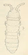 Image of blind springtails