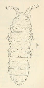 Image of blind springtails