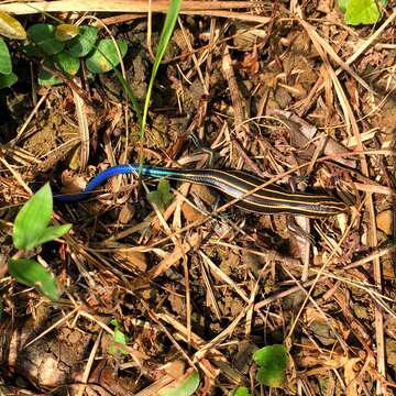 Image of Shanghai Elegant Skink